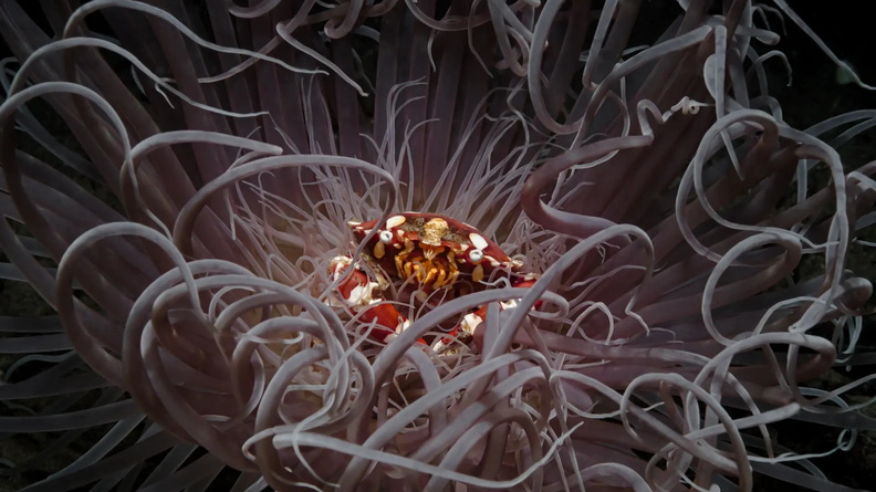 A porcelain crab on an anemone at night under Bacong Pier, Philippines